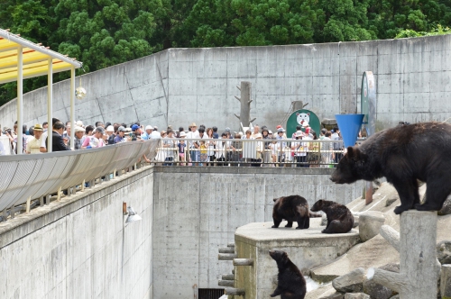 神経衰弱 スパイラル シーサイド くま くま 園 ヒグマ 作成者 神経障害 ペインギリック