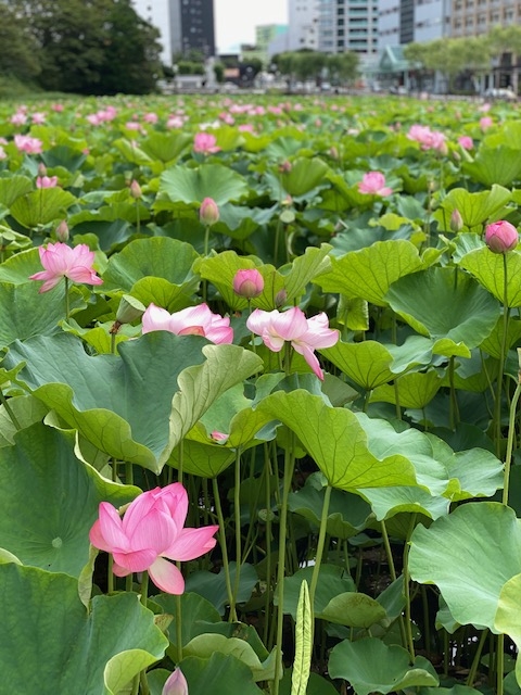 蓮の花が見ごろです スタッフブログ リッチモンドホテル 秋田駅前 公式サイト