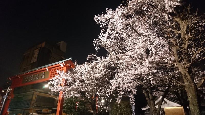 桜咲く夜の浅草散策