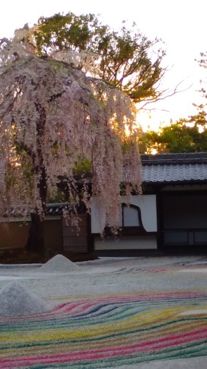 京都市内の今シーズンの桜