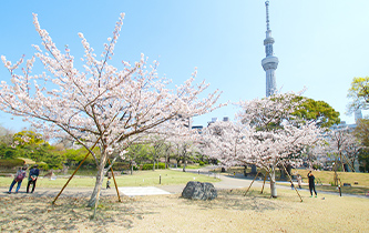 画像：隅田公園