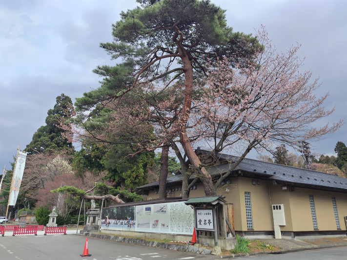 盛岡八幡宮の桜