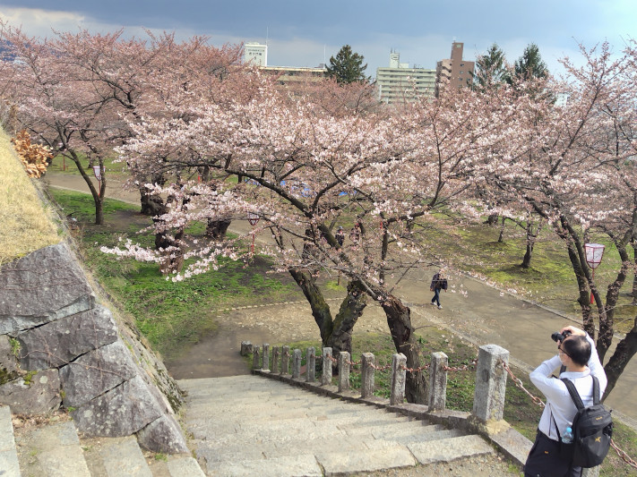 城跡公園お花見の名所淡路丸の桜(本丸からの風景）