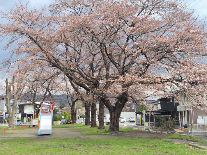 茶畑公園の桜