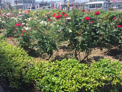 ばら祭り17 スタッフブログ リッチモンドホテル 福山駅前 公式サイト