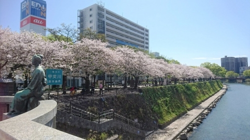 甲突川河畔の桜 スタッフブログ リッチモンドホテル 鹿児島天文館 公式サイト