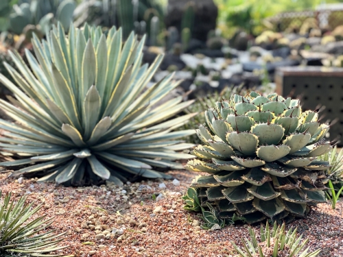 虫を食べる植物展18 スタッフブログ リッチモンドホテル なんば大国町 公式サイト