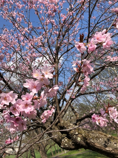 桜が咲き始めています スタッフブログ リッチモンドホテル 帯広駅前 公式サイト